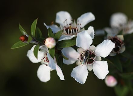 Manuka Honey Flower