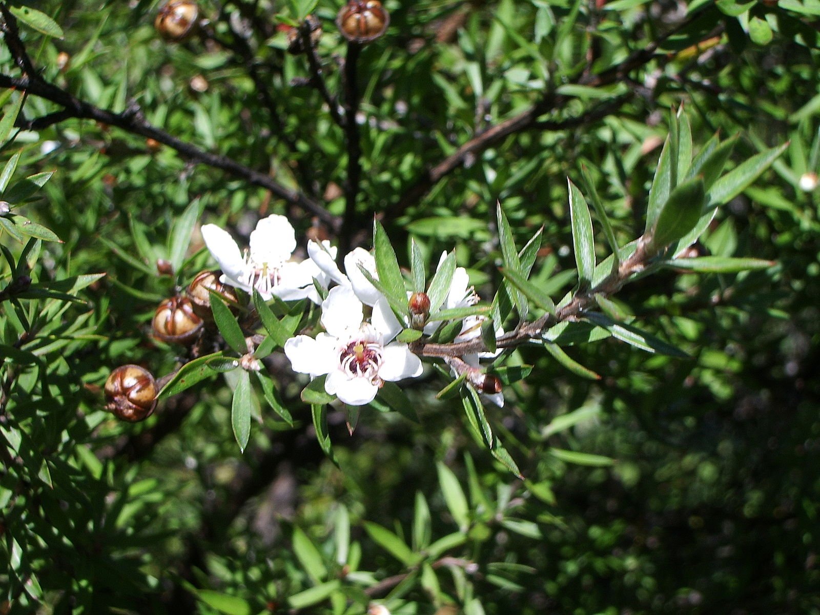 Manuka Tree Flower