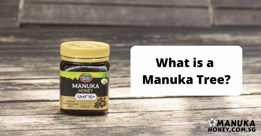 what is a manuka tree?