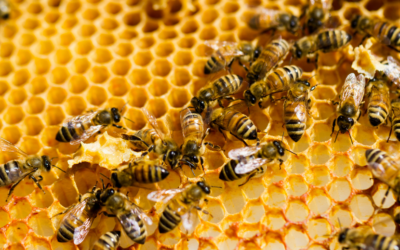 How do bees make honey? Beekeeping knowlege
