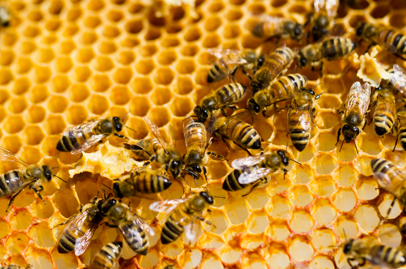 How do bees make honey? Beekeeping knowlege