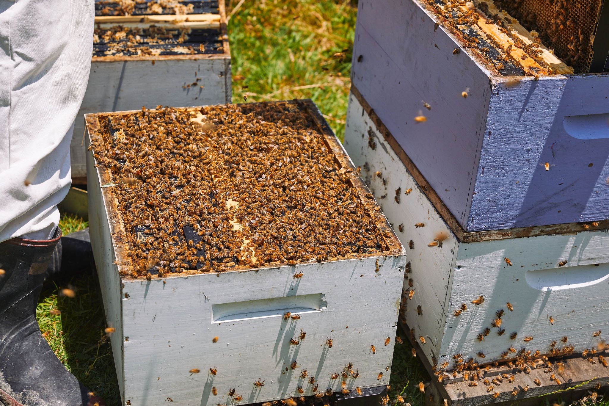 Pouatu Manuka Honey bees and hive