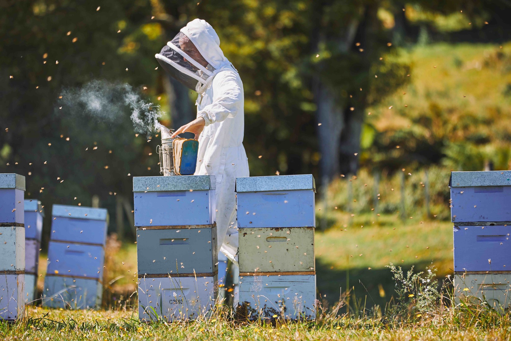 Honey Bee Hives Bee Keepers
