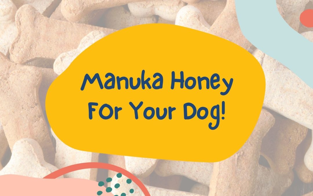 Manuka Honey For Your Dog!