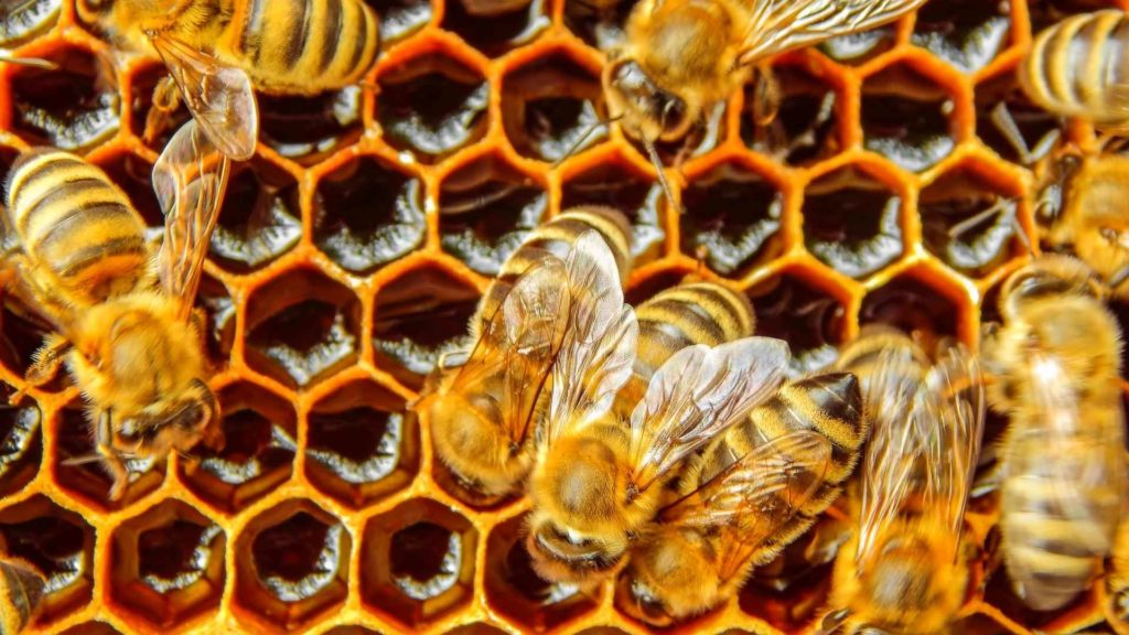 the history of manuka honey