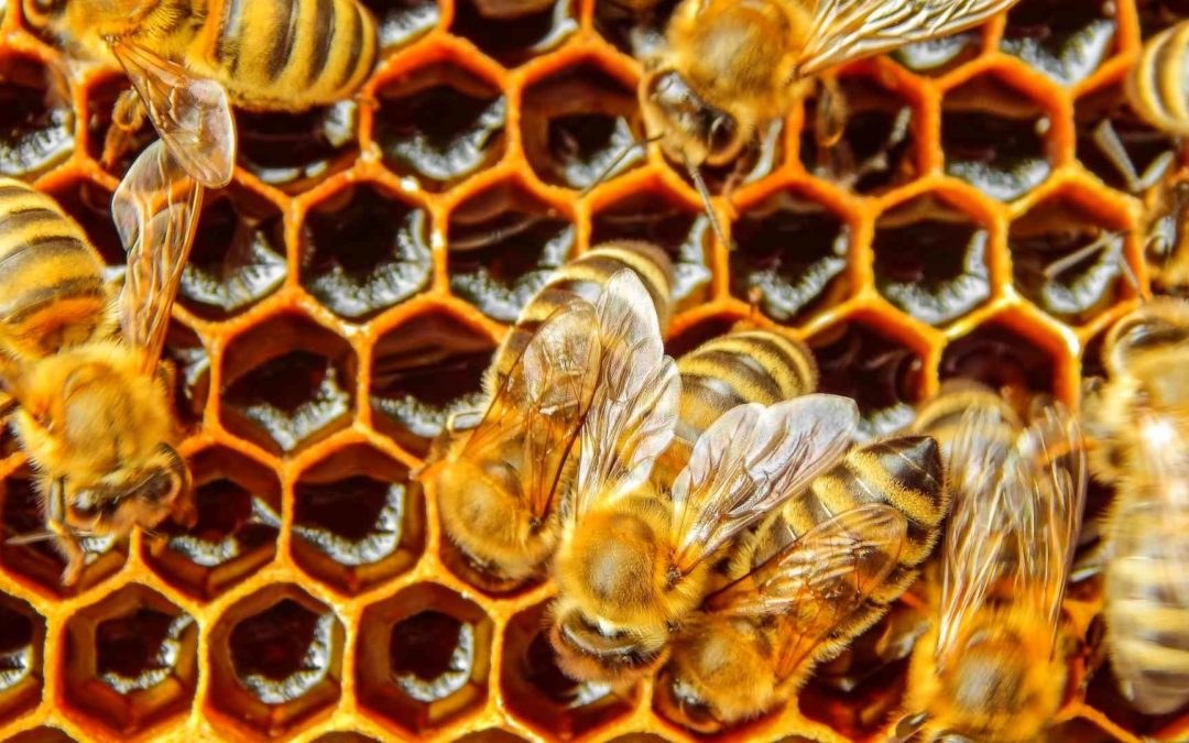 Learn How Bees Make Honey!