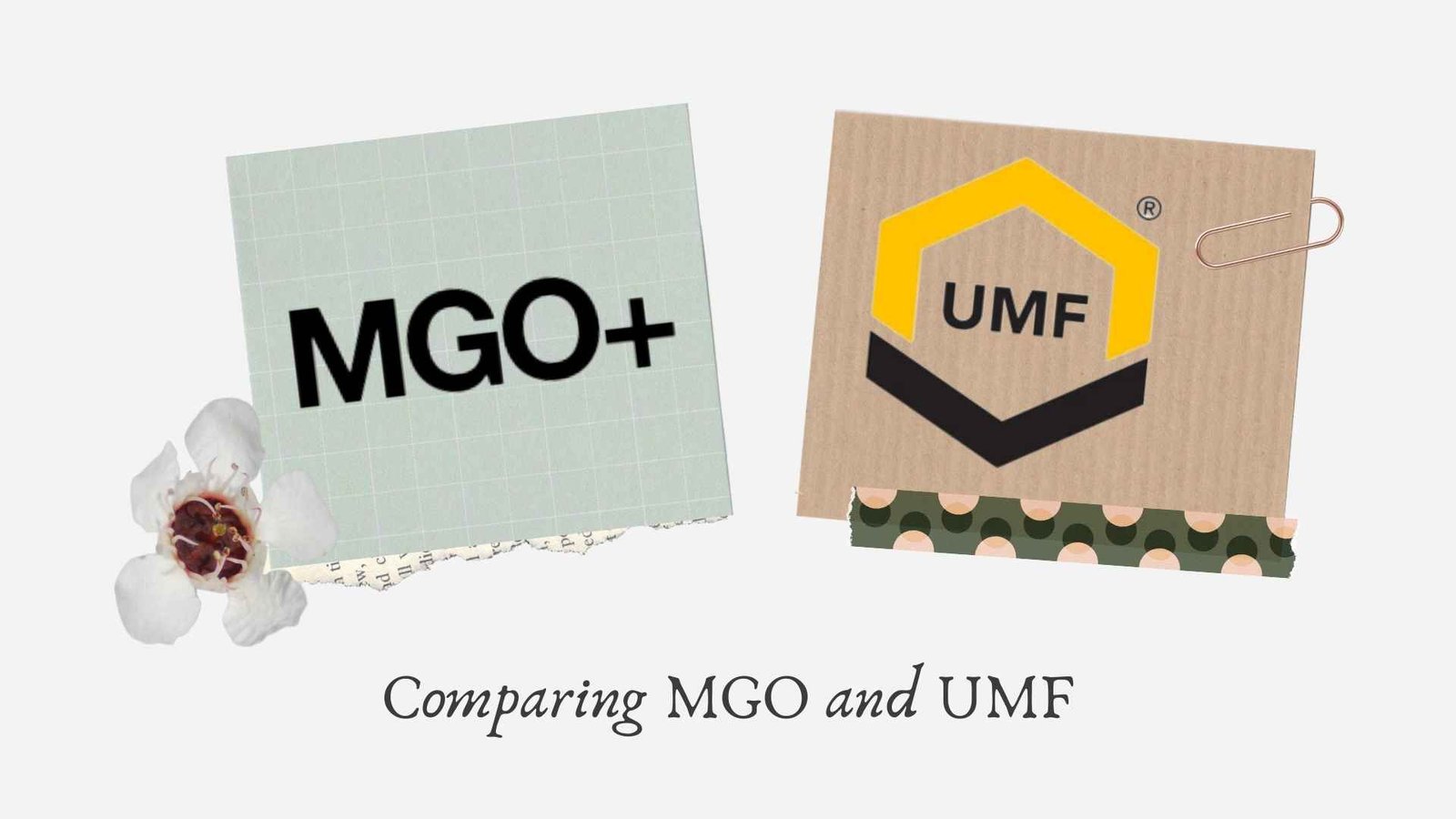 mgo vs umf