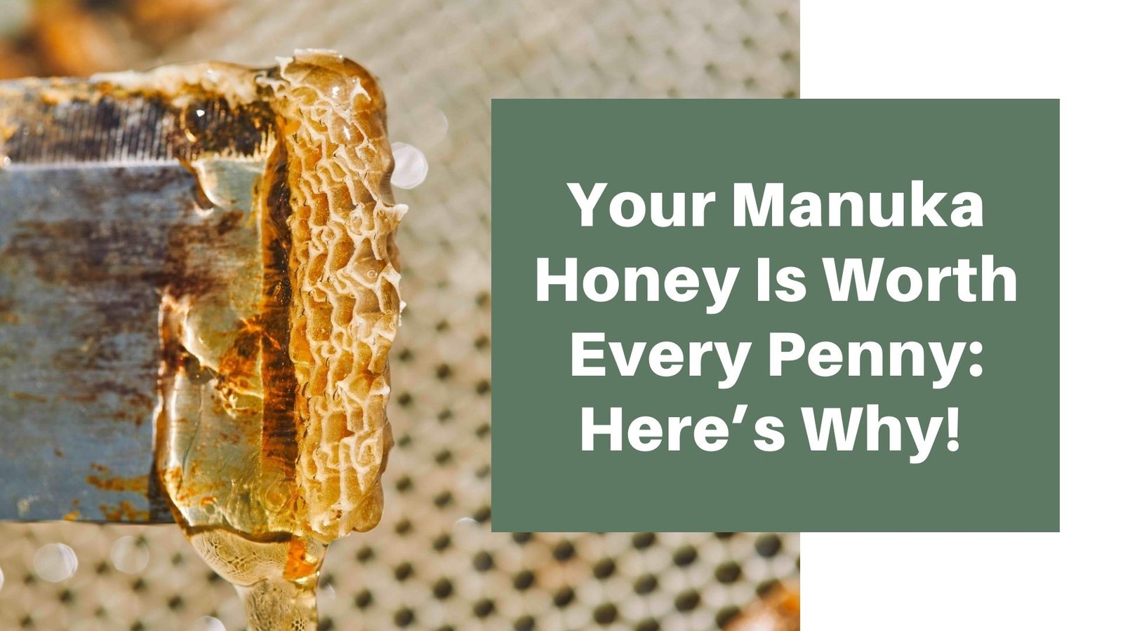 Your Manuka Honey Is Worth Every Penny: Here’s Why! 