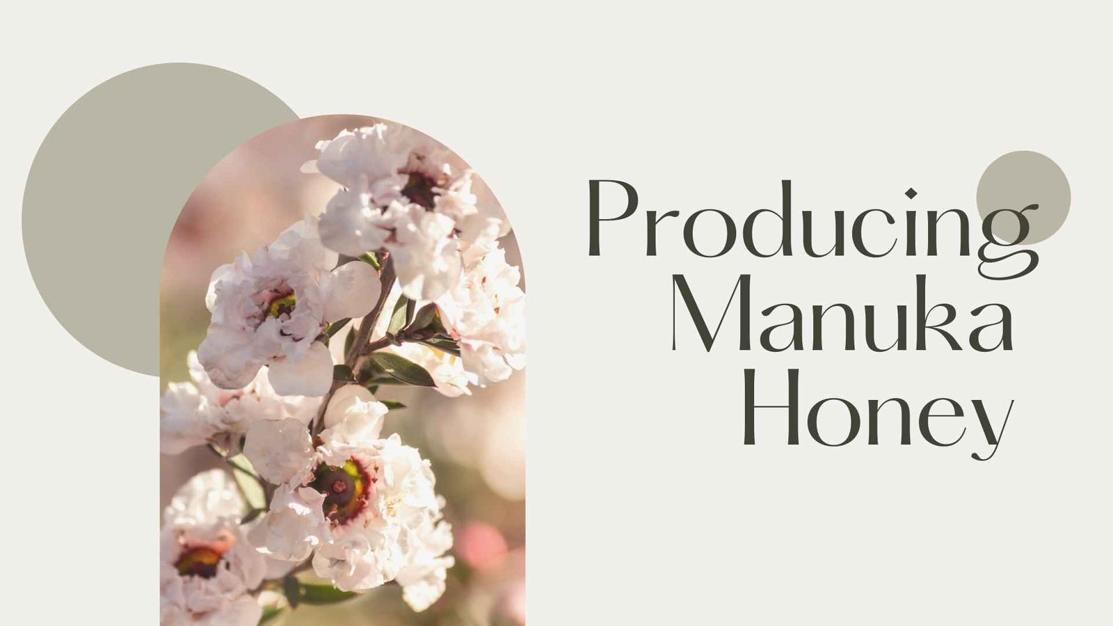 how to produce manuka honey