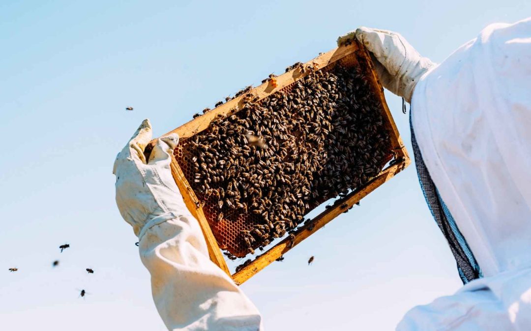 The Mystical World Of Urban Beekeeping