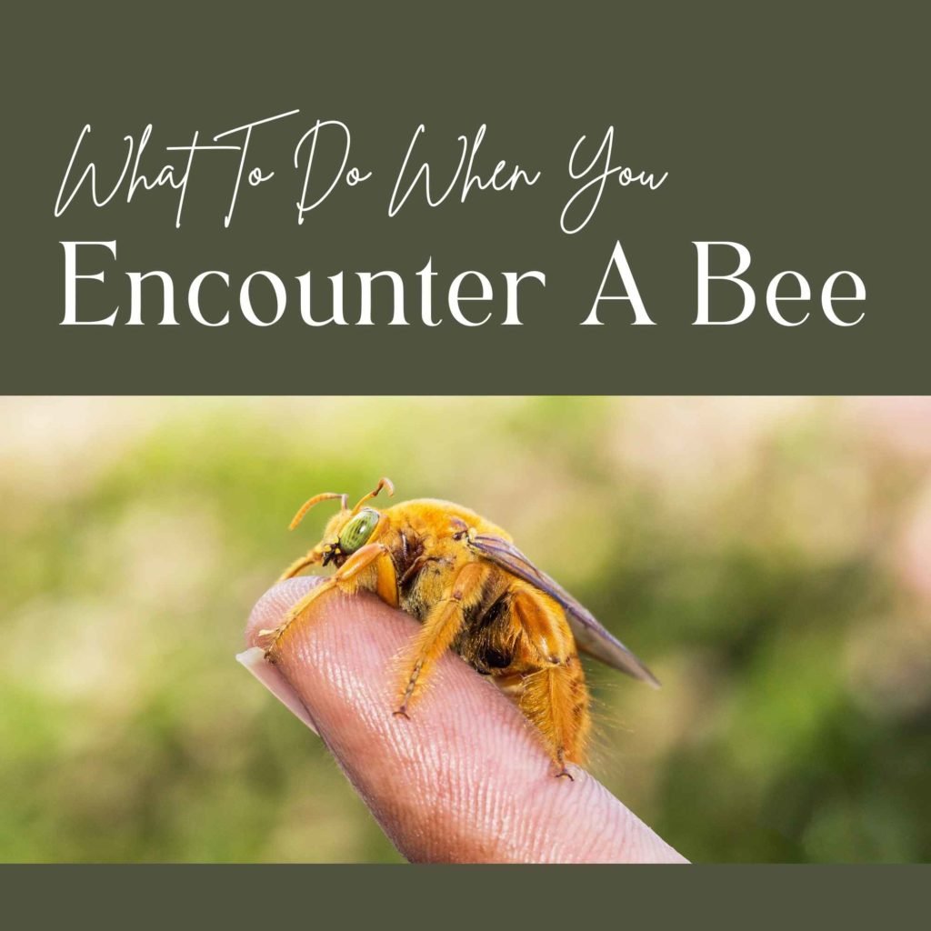 What To Do When You Encounter A Bee