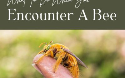What To Do When You Encounter A Bee