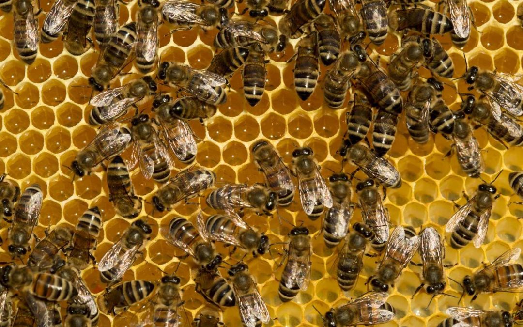 Why Are Honeycombs Hexagonal?