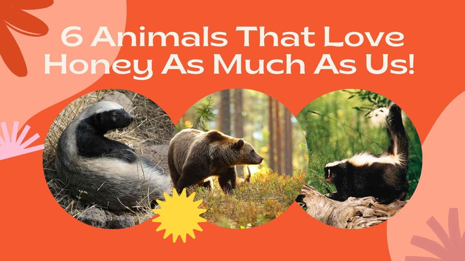 6 Animals That Love Honey As Much As Us! 