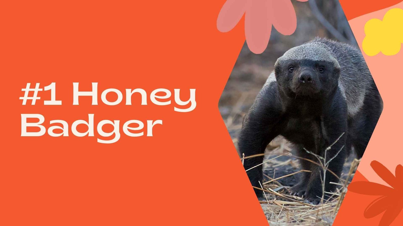 6 Animals That Love Honey As Much As Us! - Manuka Honey Singapore