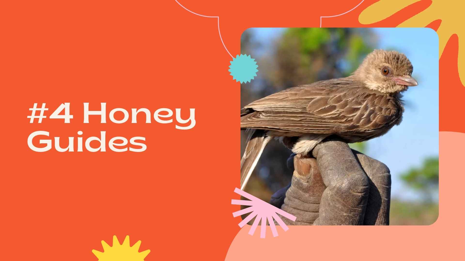 6 Animals That Love Honey As Much As Us! - Manuka Honey Singapore