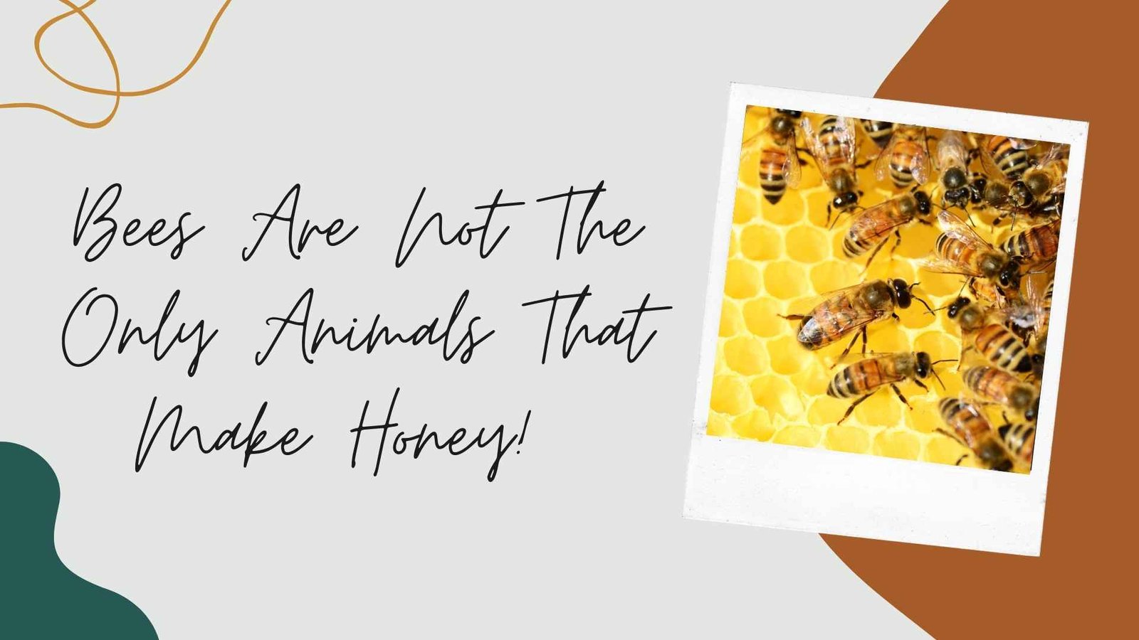 Bees Are Not The Only Animals That Make Honey! 