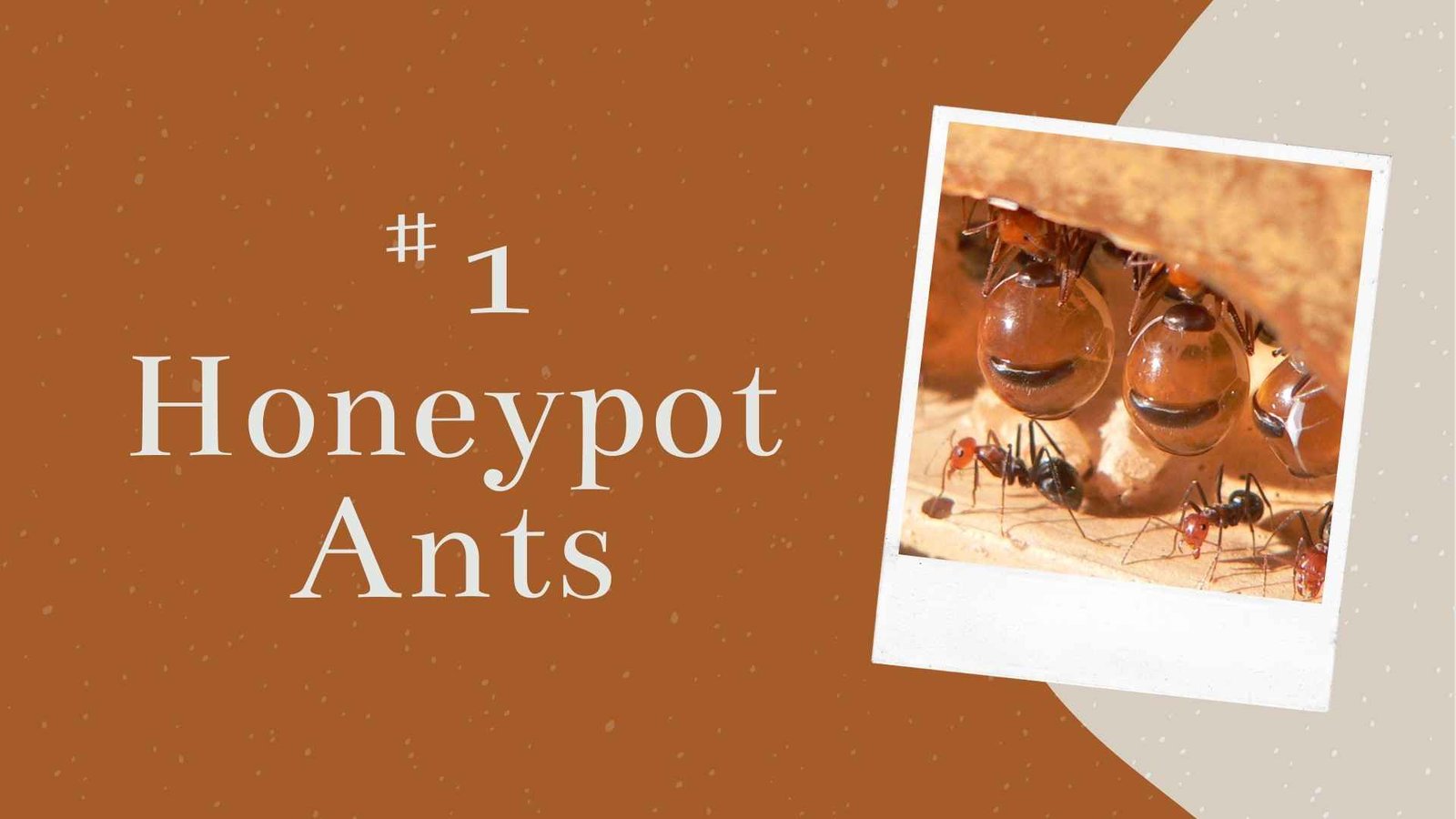 honeypot ants