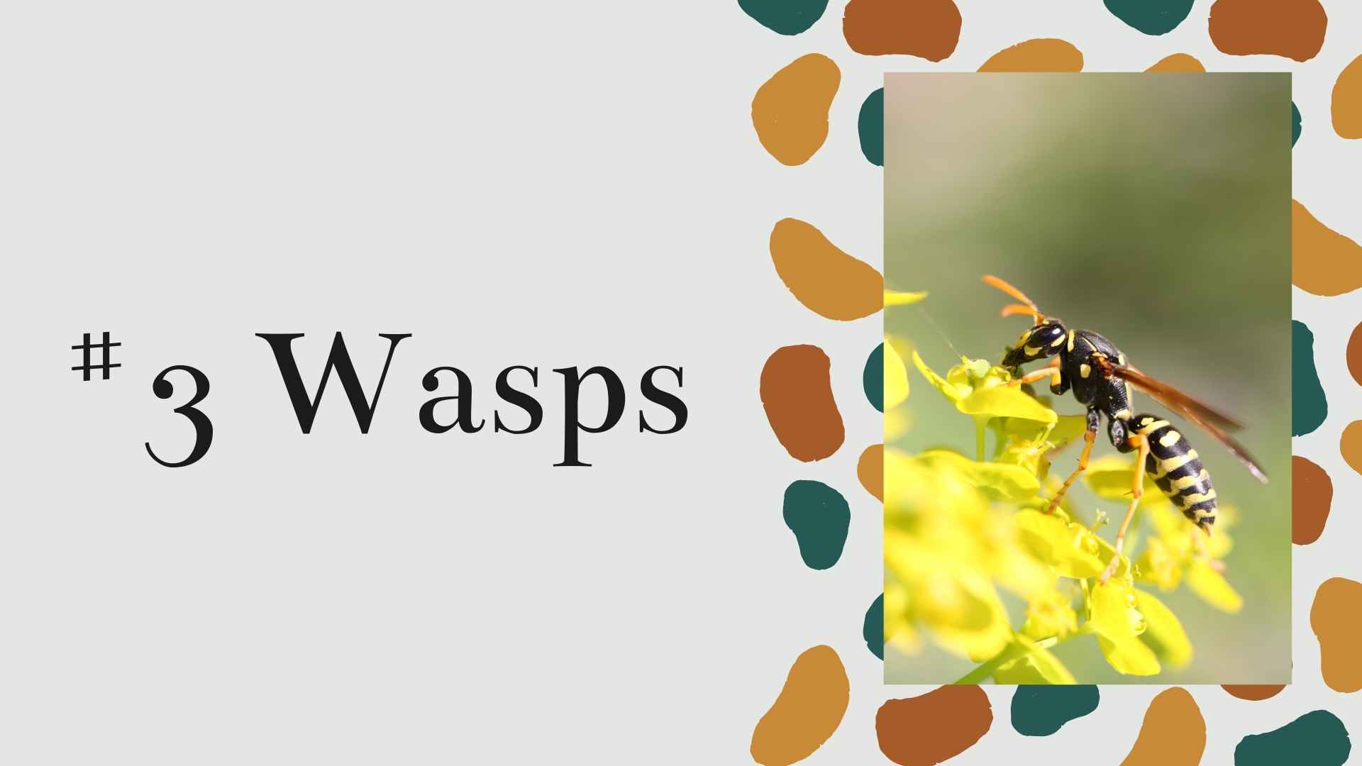 wasps
