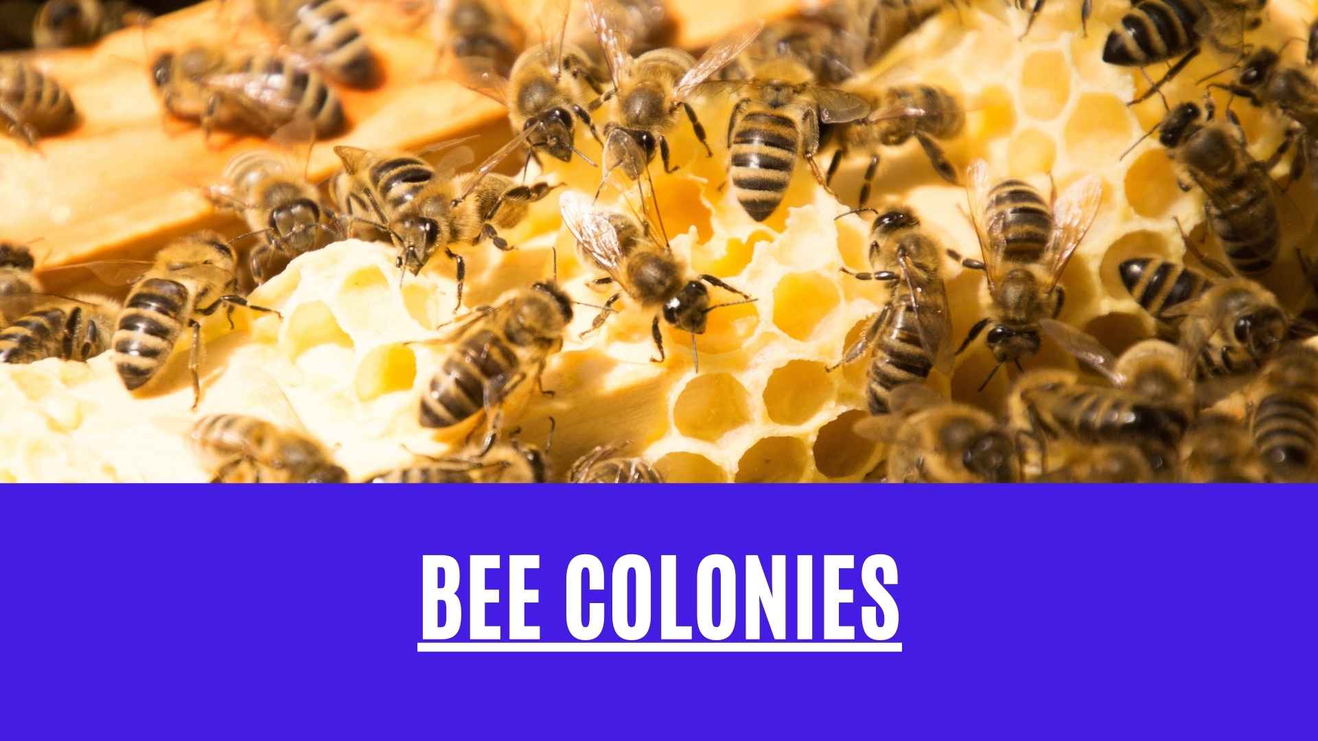 bee colonies