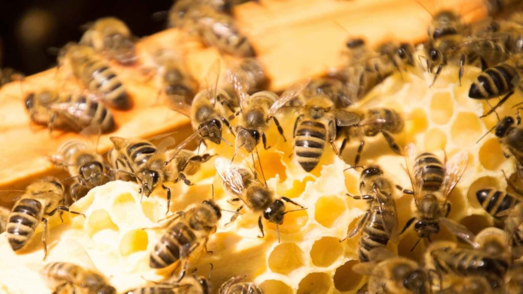 The Different Bees In A Bee Hive