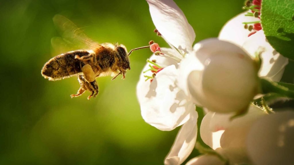 why the bees are disappearing