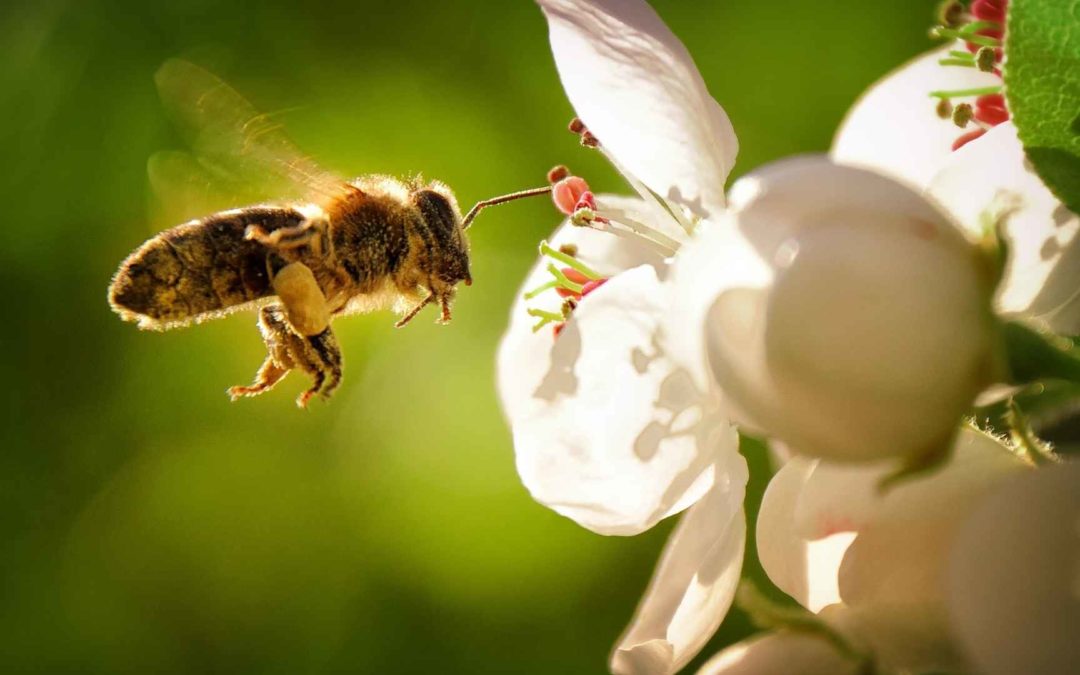 Why The Bees Are Disappearing And Why You Should Care