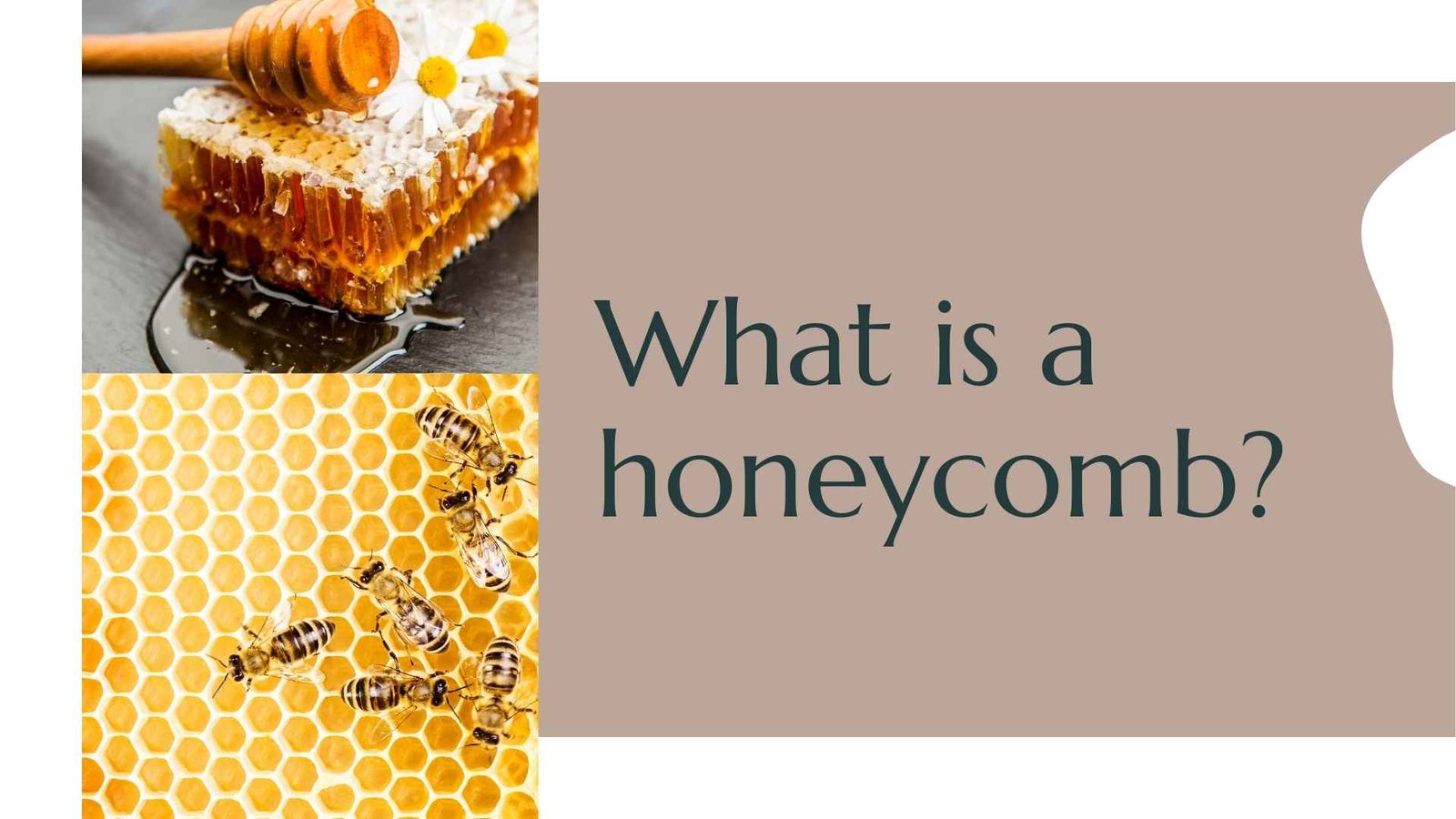 what is a honeycomb