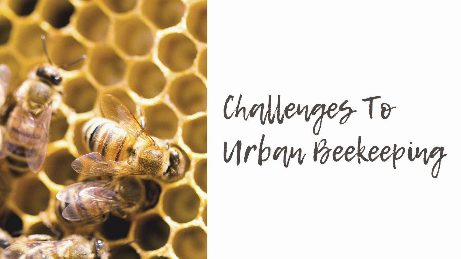 challenges to beekeeping