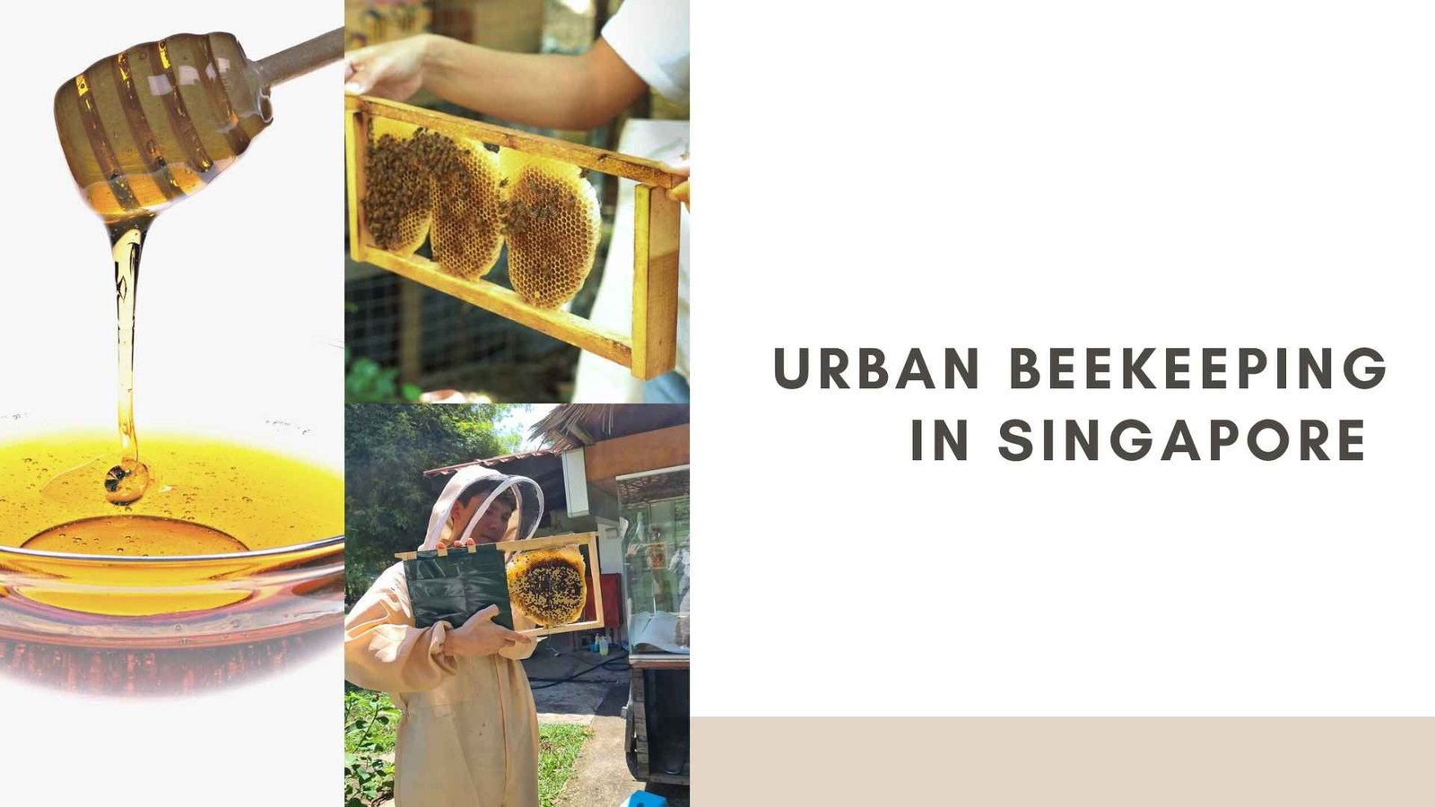 urban beekeeping in singapore