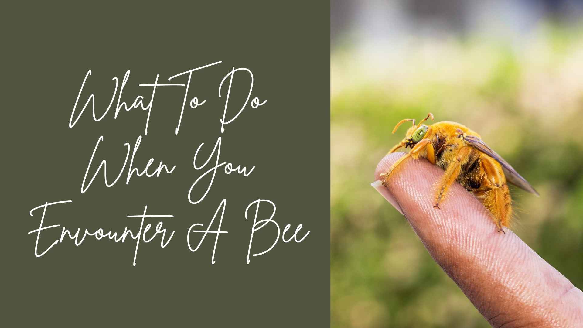 what to do when you encounter a bee