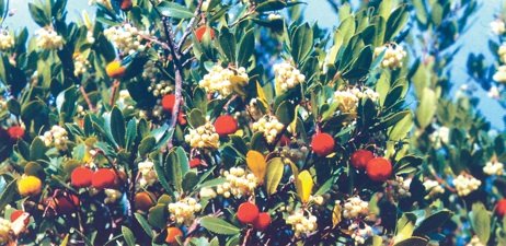 Arbutus Strawberry Tree honey