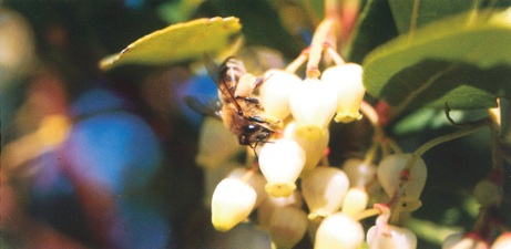 Arbutus Strawberry Tree honey
