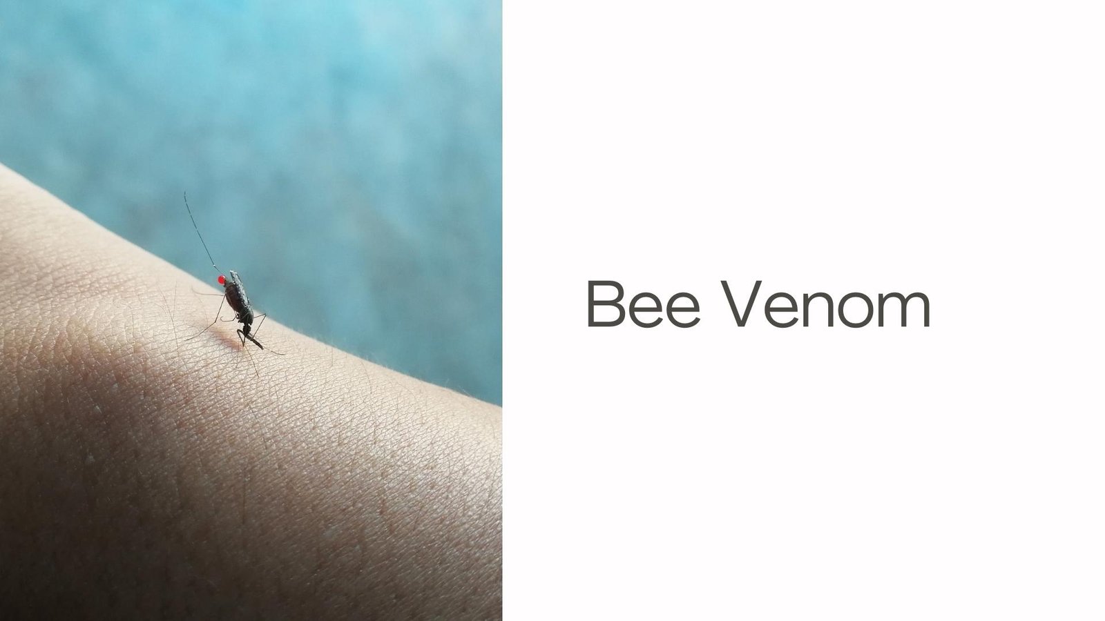 Bee Venom