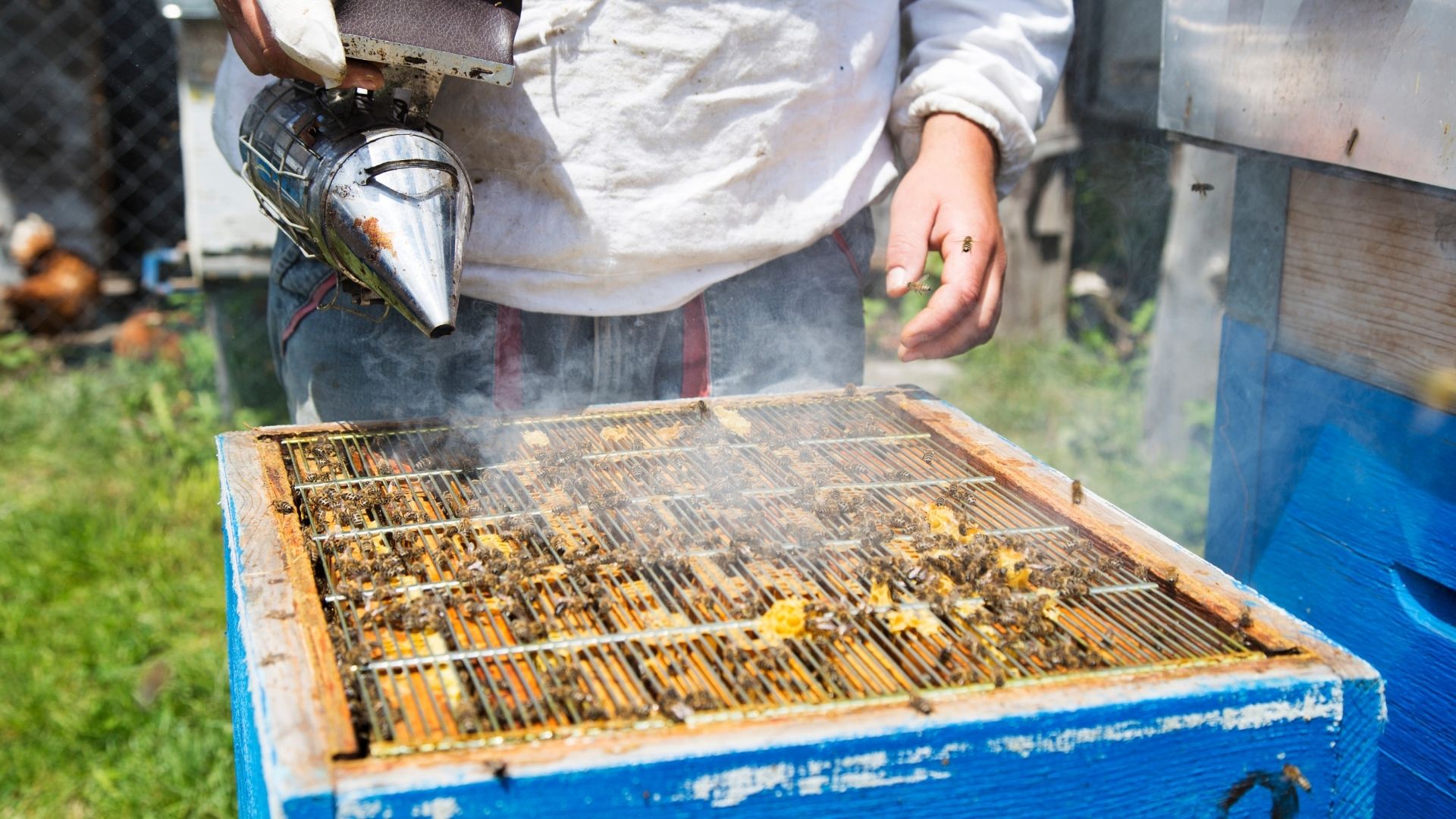 Honey Harvesting Method