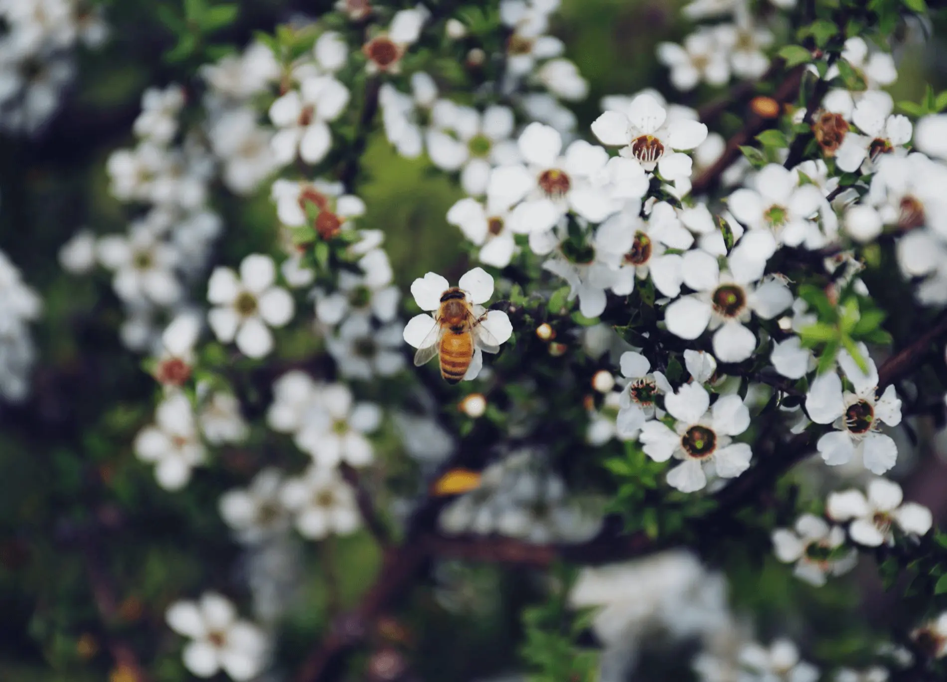 Manuka White Flowers