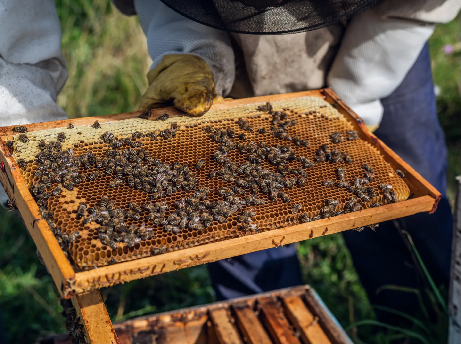 Naki Honey Custodians