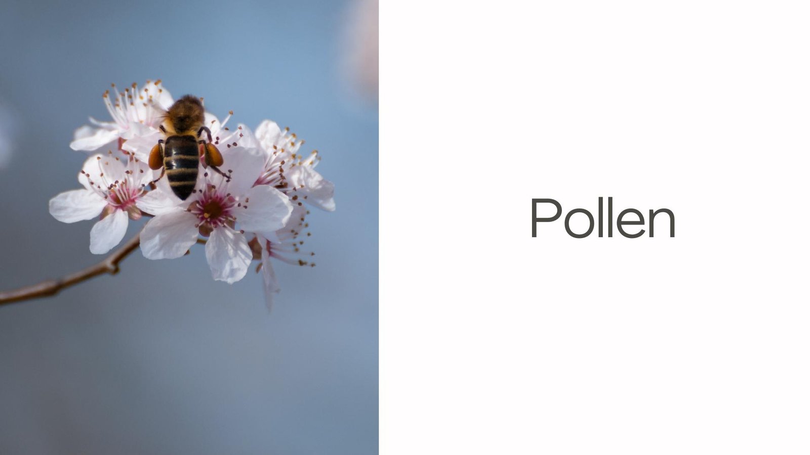 Pollen