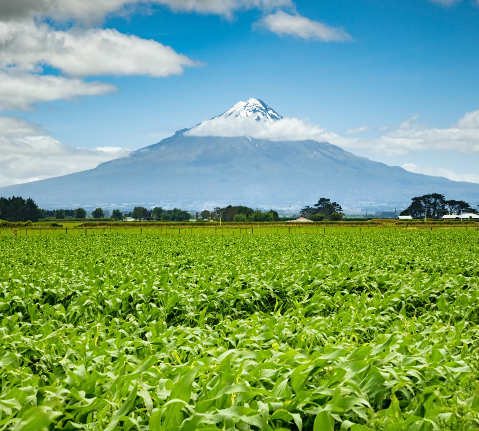 Taranaki Naki Honey Mountain