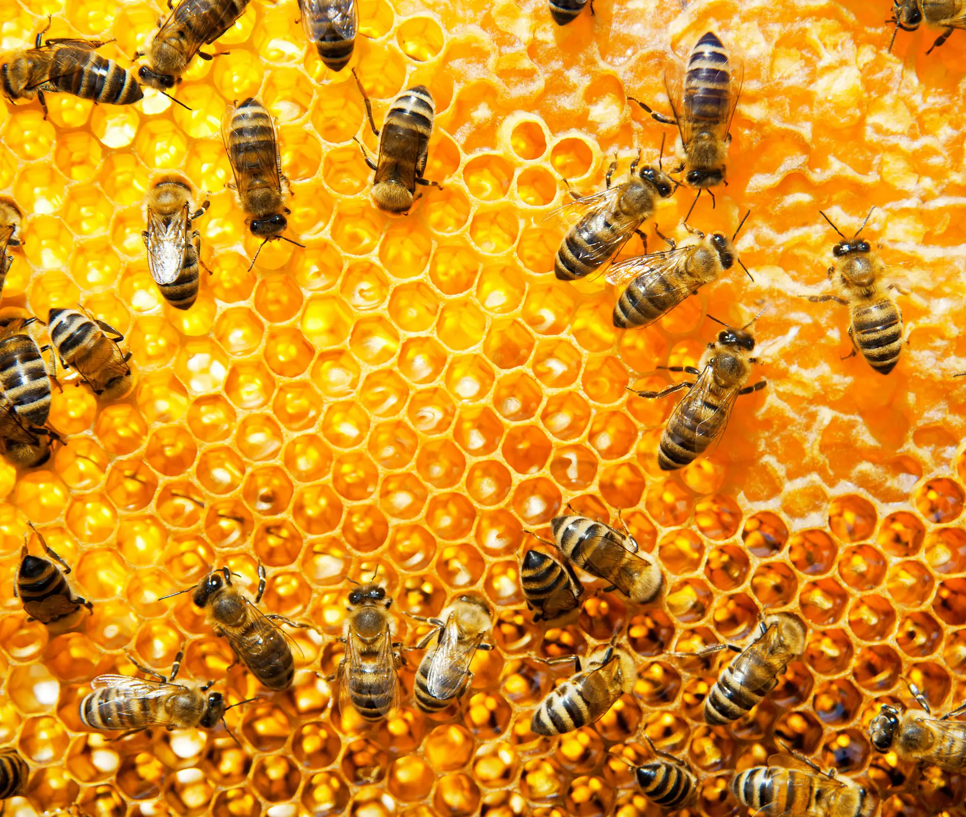 bees-honey-produce Naki Manuka Honey