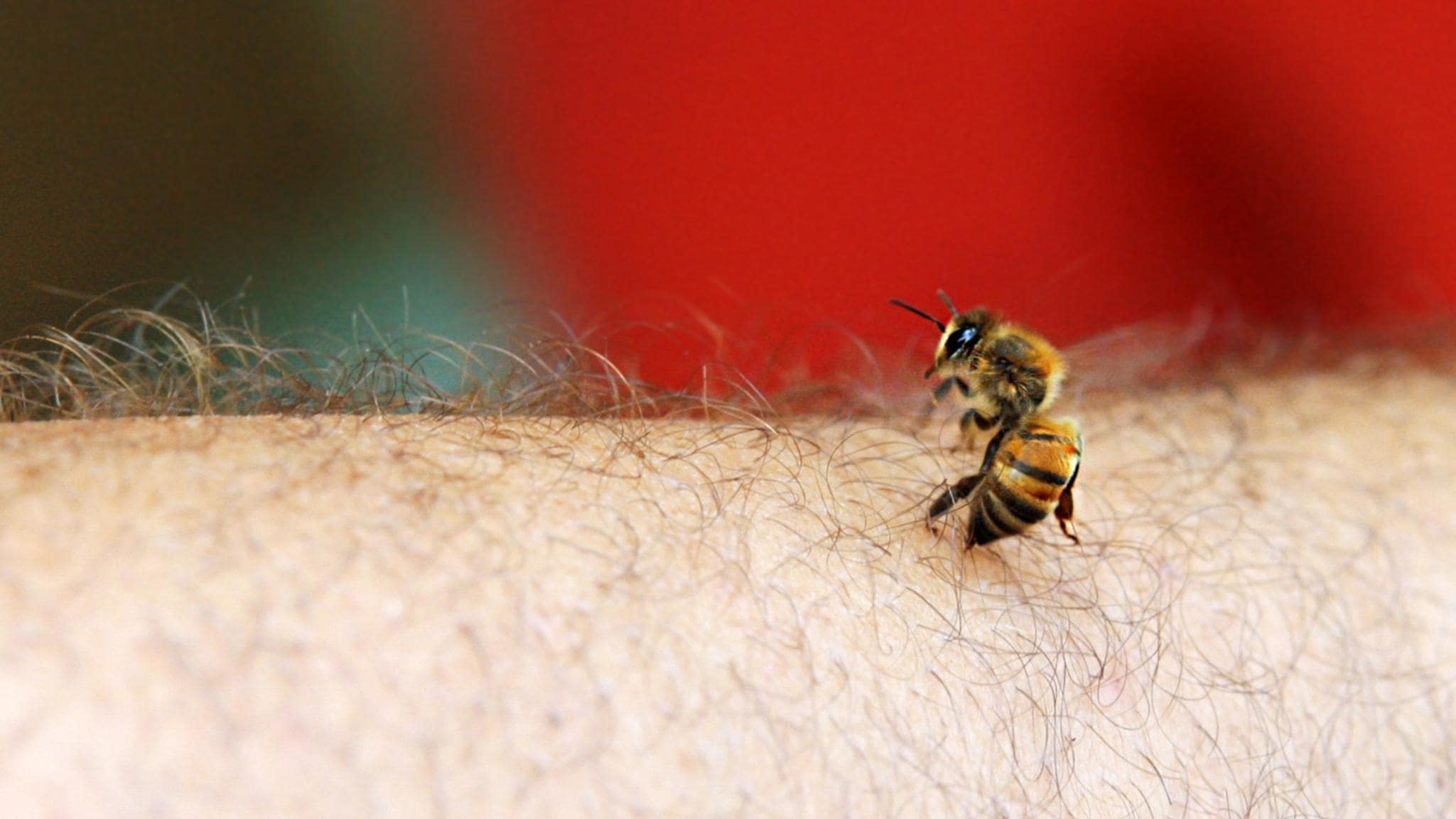 How to Use Bee Venom for Better Health
