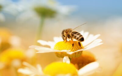 Interesting Facts about bees