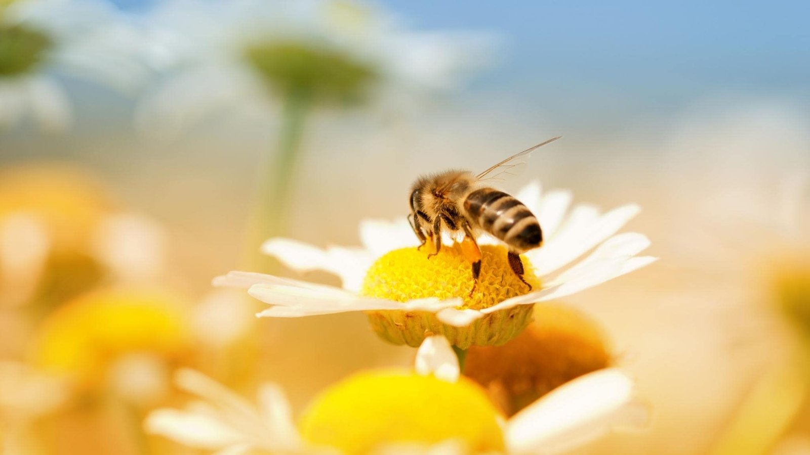 Interesting Facts about bees