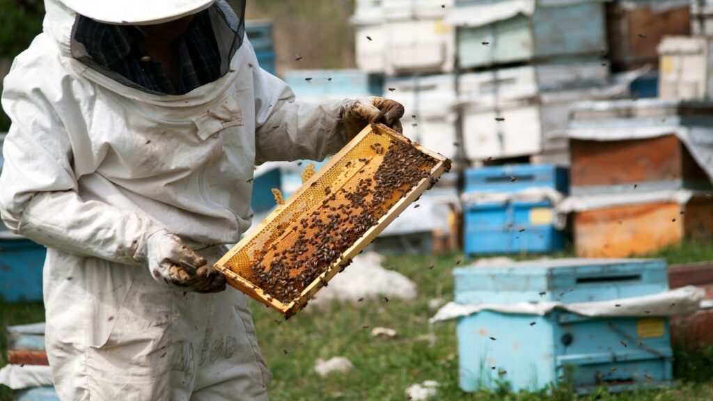 beekeeping beginner guide