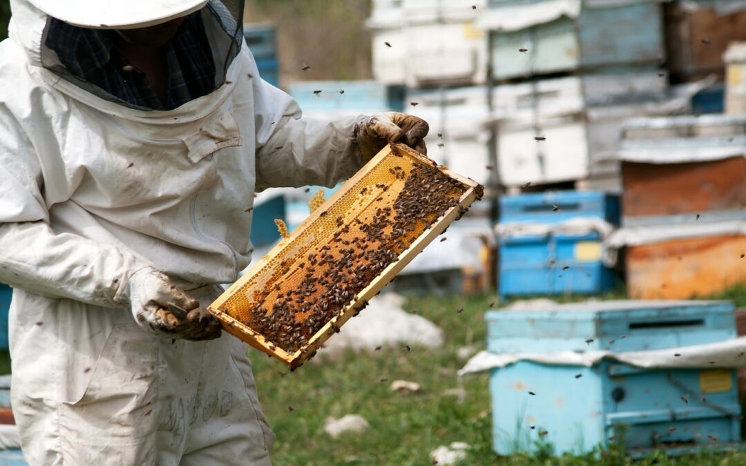A Beginner’s Guide To Beekeeping
