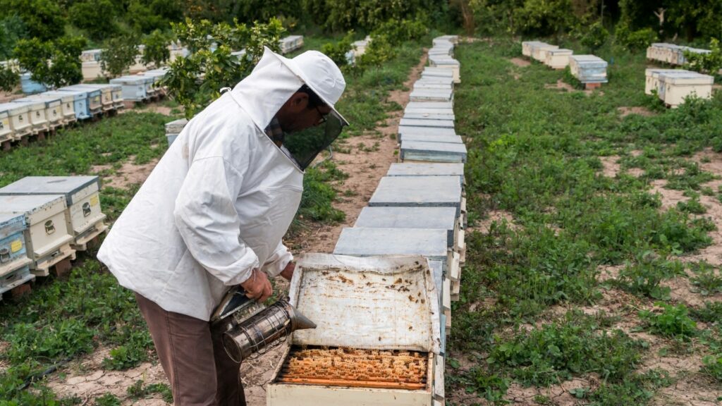 beekeeping tips
