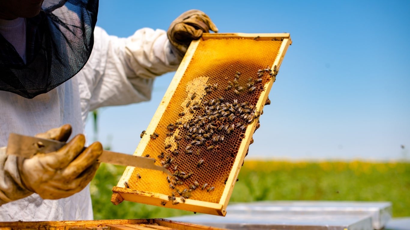 tupelo Honey harvesting