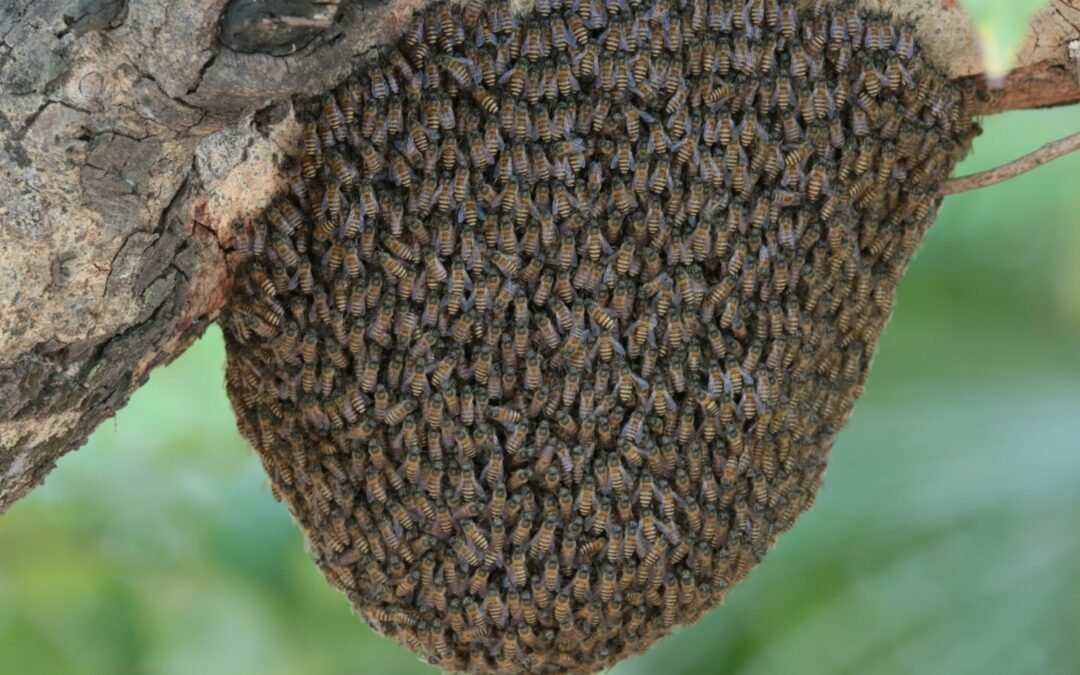 Black Forest Honey Introduction